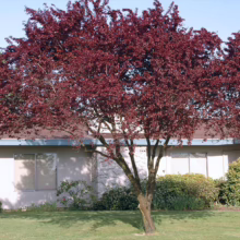 Prunus cerasifera 'Thundercloud' (Cherry Plum)