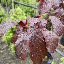 Prunus cerasifera 'Thundercloud' (Cherry Plum) Leaves