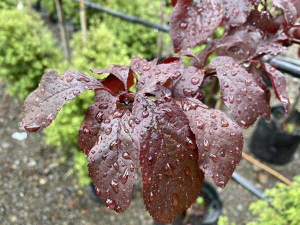 <i>Prunus cerasifera</i> 'Thundercloud' - Image 15