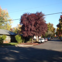 Prunus cerasifera 'Thundercloud' (Cherry Plum) in Home Garden