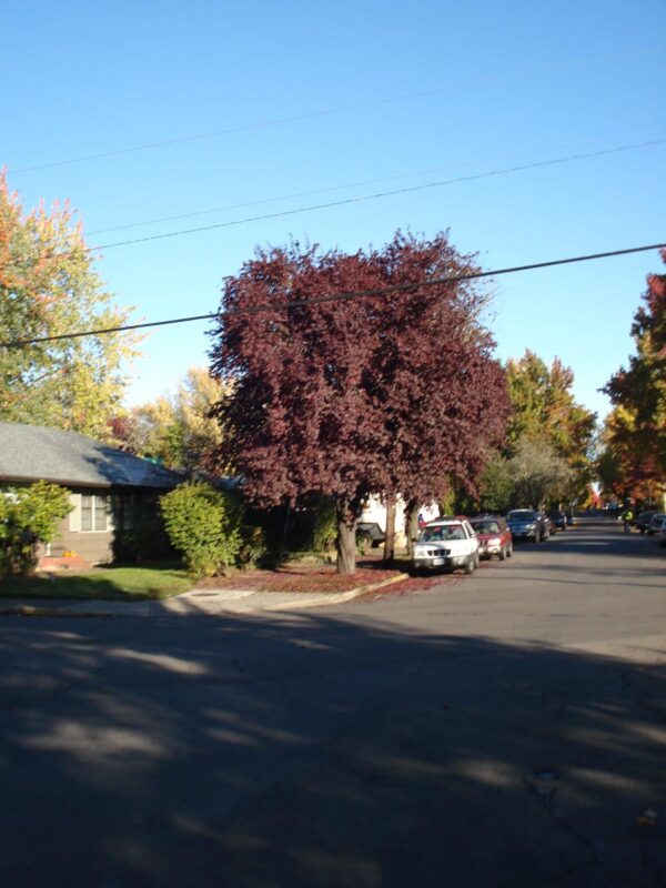 <i>Prunus cerasifera</i> 'Thundercloud' - Image 16