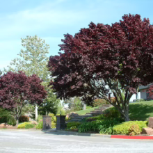 Prunus cerasifera 'Thundercloud' (Cherry Plum) down street