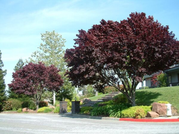 <i>Prunus cerasifera</i> 'Thundercloud' - Image 17