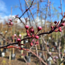 Prunus cerasifera 'Thundercloud' (Cherry Plum) buds