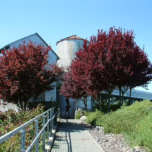 Prunus cerasifera 'Thundercloud' (Cherry Plum) up stairs