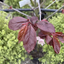 Prunus cerasifera 'Thundercloud' (Cherry Plum) foliage and flowers