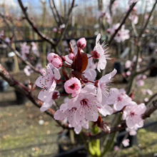 Prunus cerasifera 'Thundercloud' (Cherry Plum) flowers