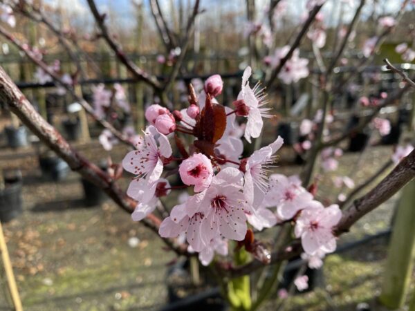 <i>Prunus cerasifera</i> 'Thundercloud' - Image 4