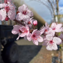 Prunus cerasifera 'Thundercloud' (Cherry Plum) flowers