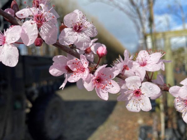 <i>Prunus cerasifera</i> 'Thundercloud' - Image 5