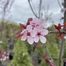 Prunus cerasifera 'Thundercloud' (Cherry Plum) flowers