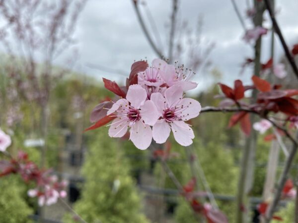 <i>Prunus cerasifera</i> 'Thundercloud' - Image 6