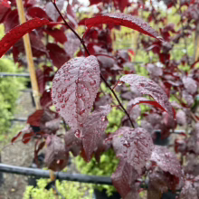 Prunus cerasifera 'Thundercloud' (Cherry Plum) with wet foliage