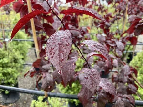 <i>Prunus cerasifera</i> 'Thundercloud' - Image 7