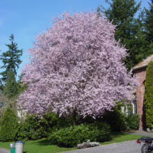 Prunus cerasifera 'Thundercloud' (Cherry Plum) flowering