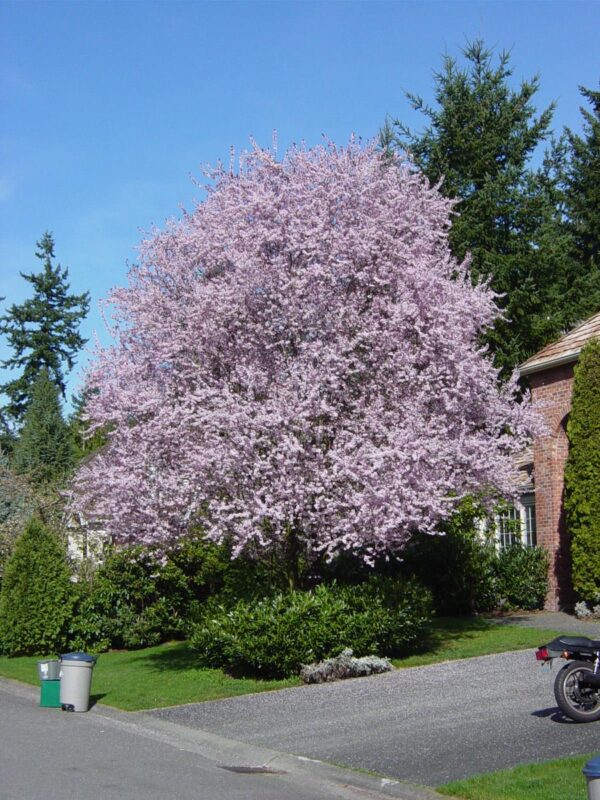 <i>Prunus cerasifera</i> 'Thundercloud' - Image 8