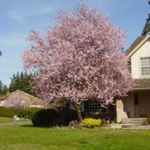 Prunus cerasifera 'Thundercloud' (Cherry Plum) flowering in home garden