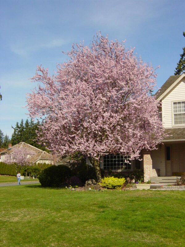 <i>Prunus cerasifera</i> 'Thundercloud' - Image 9