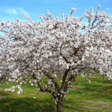 Almond tree in full bloom, covered in white blossoms against a blue sky and green grass, suggesting a spring orchard scene.