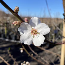 Close-up of a single, pristine white flower with a yellow and pink center blooming on a slender branch. Buds are visible, suggesting early spring. Blurred background of trees in a nursery.