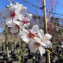 Close-up of delicate white almond blossoms with pink centers against a blue sky.