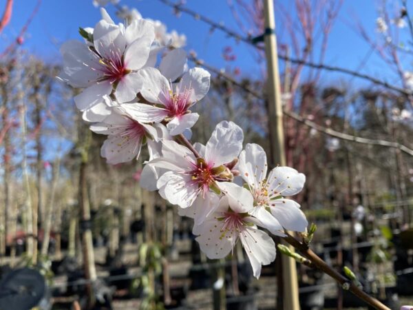 <i>Prunus dulcis</i> 'Monovale' - Image 3