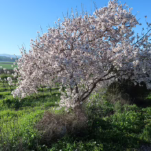 Almond tree in full white bloom, set against a backdrop of green fields and vineyards under a bright blue sky, showcasing the beauty of spring in the countryside.