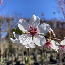 Close-up of delicate white almond blossoms with pink centers blooming against a clear blue sky. A branch with more blossoms extends to the right, and out-of-focus trees fill the background.