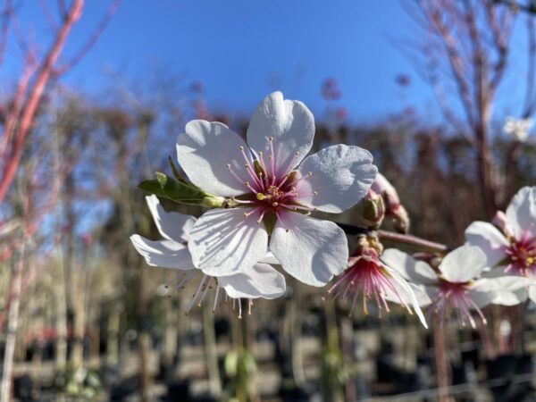 <i>Prunus dulcis</i> 'Monovale' - Image 5