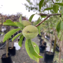 Close-up of unripe green peaches on a tree branch with bright green leaves. The fuzzy peaches show a hint of their future form in a nursery setting.