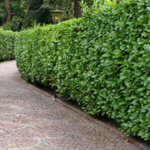 Lush, green laurel hedge lining a winding brick pathway. The dense foliage creates a natural privacy screen in a garden setting.