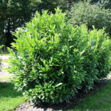 Lush, vibrant green cherry laurel hedge, densely packed with glossy leaves, creating a natural privacy screen in a garden setting.