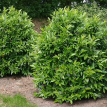 Two lush, rounded cherry laurel bushes with vibrant green leaves thrive in a garden setting. The evergreen shrubs provide a dense, textured look, perfect for landscaping and hedges.