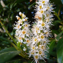 Close-up of a flowering cherry laurel branch, showcasing clusters of delicate white blossoms with prominent stamens against a backdrop of glossy green leaves.