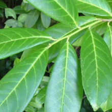 Glossy green leaves of a Cherry Laurel shrub, showcasing its vibrant color and distinct vein patterns. Ideal evergreen foliage for hedges and landscaping.