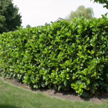Lush, neatly trimmed cherry laurel hedge provides a dense, vibrant green privacy screen in a garden setting. The hedge is well-maintained, showing healthy foliage and a defined shape.