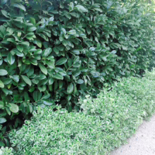 Lush green privacy hedge with glossy leaves, complemented by a lower border of variegated green and white shrubs, creating a manicured garden edge.