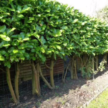 Lush green cherry laurel hedge with exposed trunks forming a natural fence along a garden path, providing privacy and a touch of nature.
