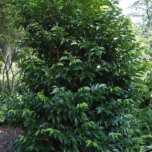 Dense, glossy green leaves cover a mature Sweet Bay Magnolia tree in a garden setting. The tree's full canopy creates a lush, vibrant focal point, showcasing its ornamental appeal.