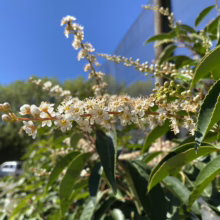 Close-up of a cherry laurel branch showcasing delicate white flowers against a clear blue sky and lush green foliage.