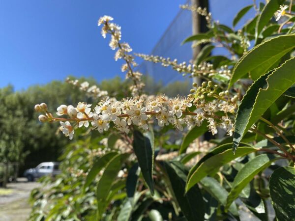 <i>Prunus lusitanica</i> - Image 3