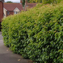 Lush, green cherry laurel hedge bordering a sidewalk in a residential neighborhood. The hedge is dense and well-maintained, with houses visible in the background.