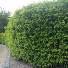 Lush green cherry laurel hedge, neatly trimmed, lining a paved road. Dense foliage provides privacy and a vibrant natural boundary.