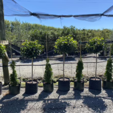 Neatly arranged row of topiary trees and small evergreen shrubs in black grow bags at a plant nursery. A black shade cloth hangs overhead, filtering sunlight over the gravel ground.