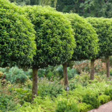 Row of meticulously manicured lollipop bay laurel trees lines a garden path. Lush green foliage forms perfect spherical crowns atop slender, textured trunks. Undergrowth of mixed greenery and small flowers adds depth.