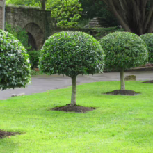 Three meticulously pruned, spherical bay laurel trees stand in a row on a lush green lawn, with an old stone archway visible in the background, creating a serene and elegant garden scene.
