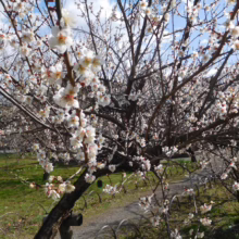 Prunus mume (Japanese Apricot) white flowering branches.