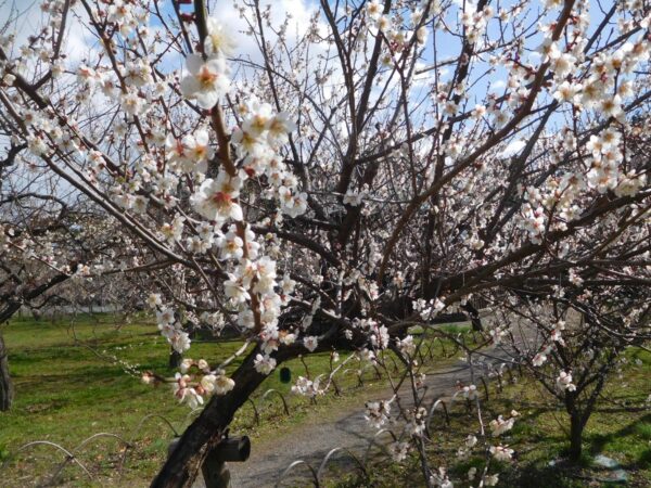 <i>Prunus mume</i> - Image 10