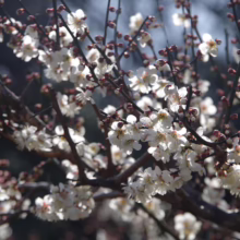 Prunus mume (Japanese Apricot) flowering white on dark branches.