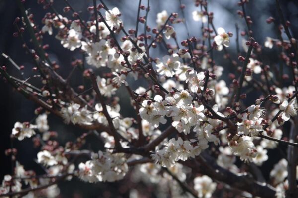 <i>Prunus mume</i> - Image 11